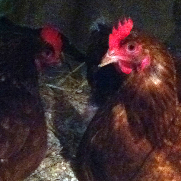 Chickens at the stable of the Furzedown Inn 2015